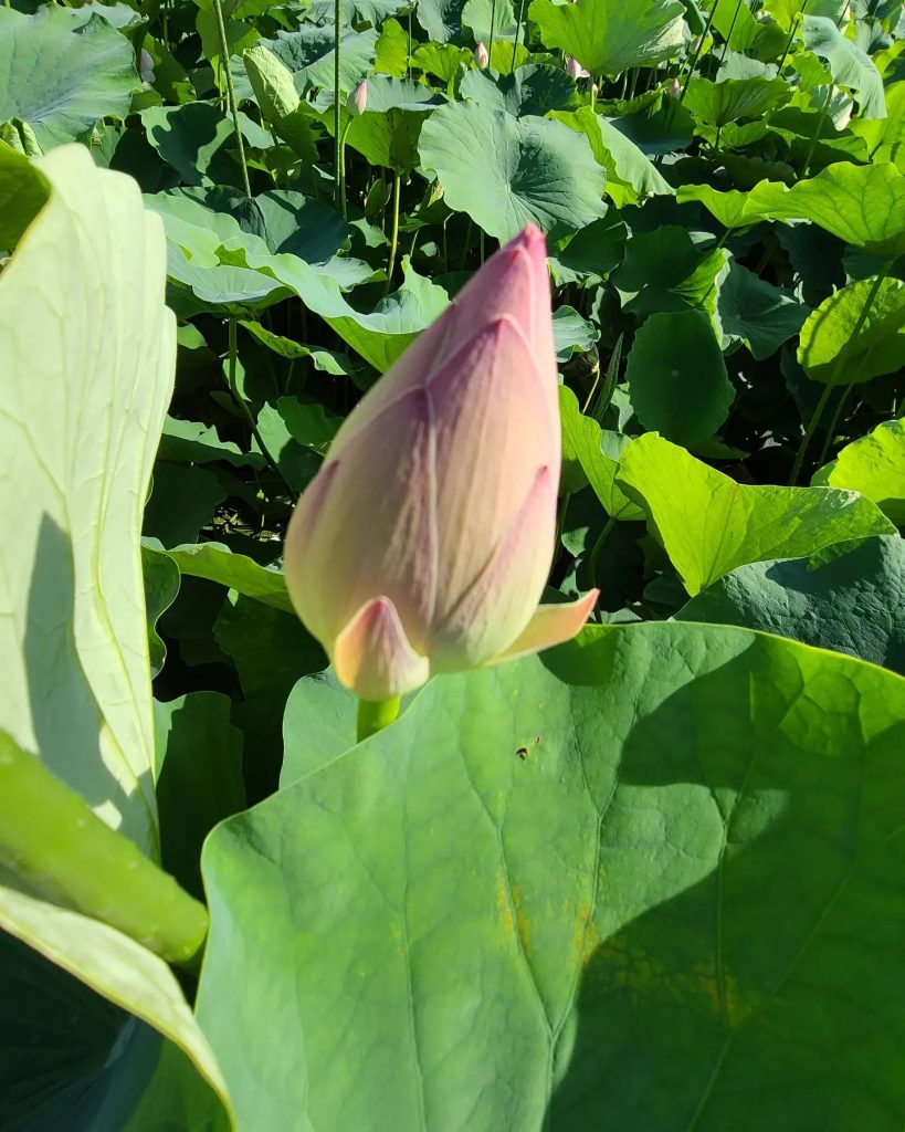 今が見頃です守山市の市花になり、慈覚大師が中国から持ち帰ったと伝えられる近江妙蓮は、つぼみのときは一つの花に見えますが、外側の花弁が開いた時は一茎に2〜12の花群が見られ、花びらは2000〜5000枚にもなります