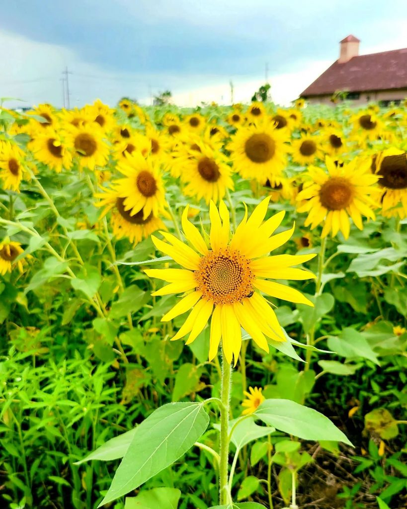 ひまわり畑を見に行きました夏ももう終わりますね